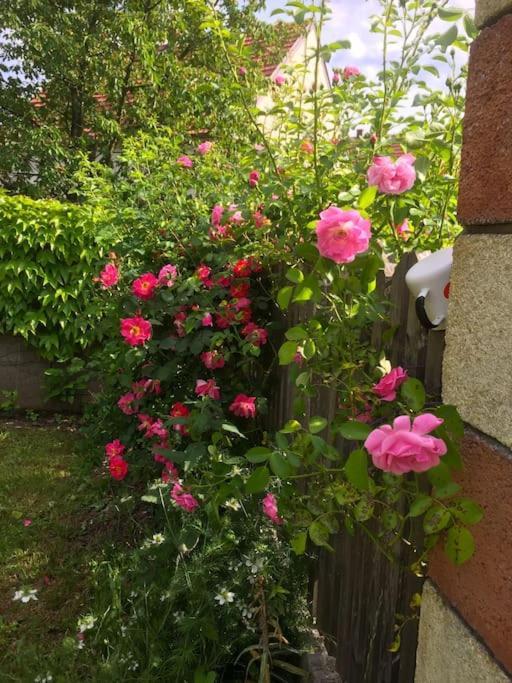 Ferienhaus Mit Garten In Thermennaehe Strebersdorf Esterno foto